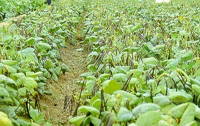 綠豆芽