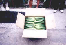 DH˽cAnڭ̰ex_GĤ@BGO